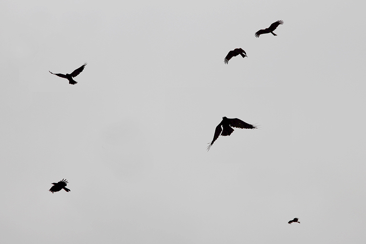 crow001.jpg