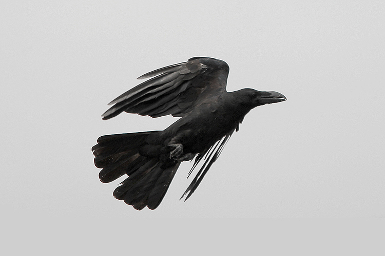 crow002.jpg