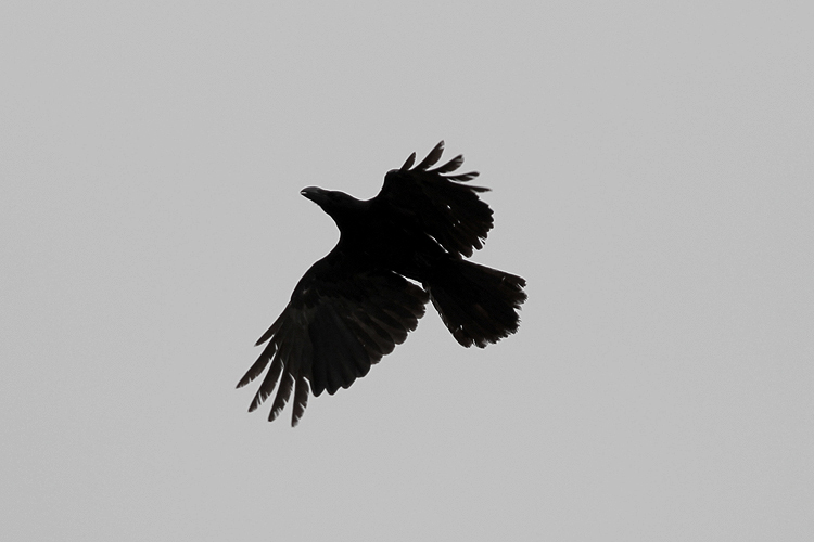 crow003.jpg