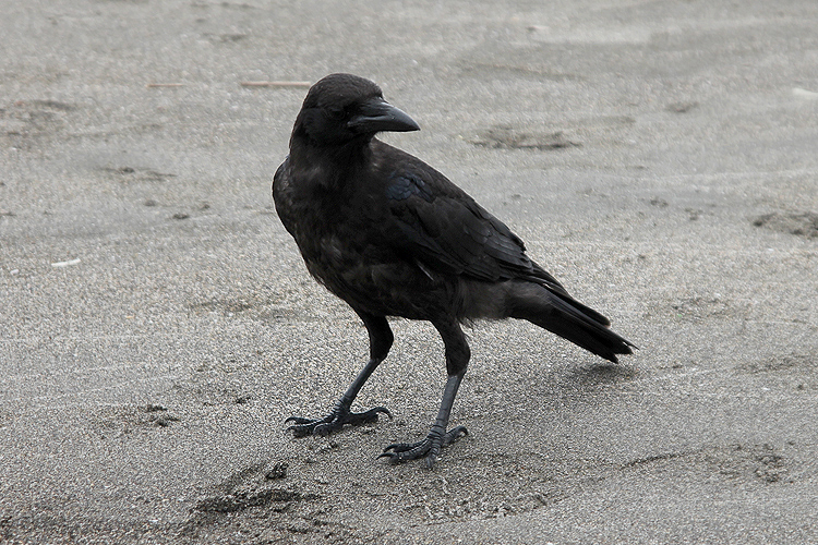 crow004.jpg